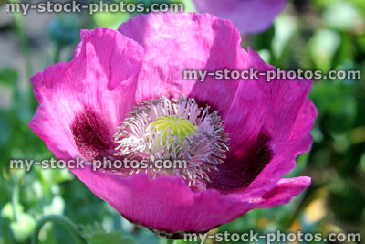 Stock image of purple / pink poppy flower in garden, close up poppy stamen