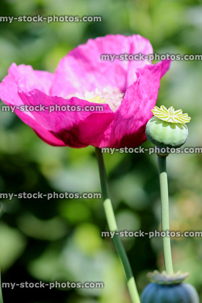 Stock image of purple / pink poppy flower in garden, close up poppy stamen / seed heads