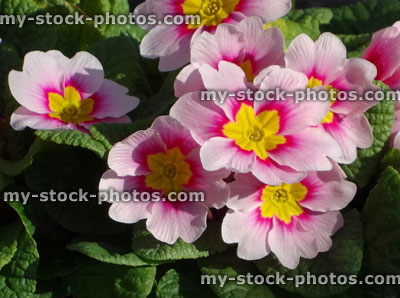 Stock image of cultivated pink primroses, annual winter / spring bedding plants