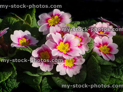 Stock image of colourful pink primrose flowers, winter / spring bedding plants