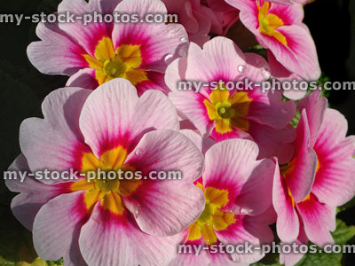 Stock image of flowering pale pink primroses, annual winter / spring bedding plants