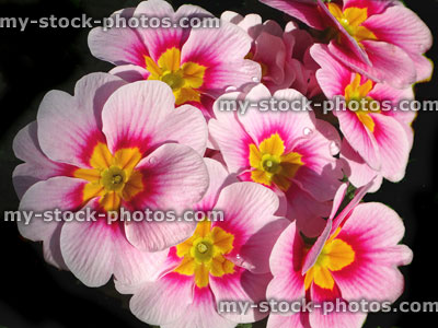 Stock image of multi coloured pink primroses, annual winter / spring bedding plants