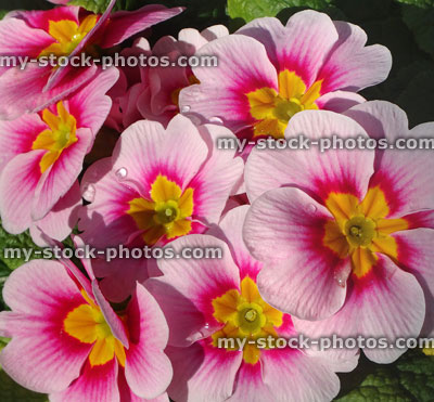 Stock image of garden centre pink primroses, annual winter / spring bedding flowers