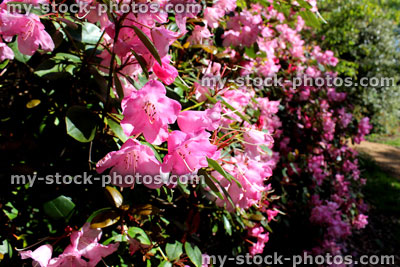 Stock image of pink rhododendron flowers in ornamental garden, next to pathway