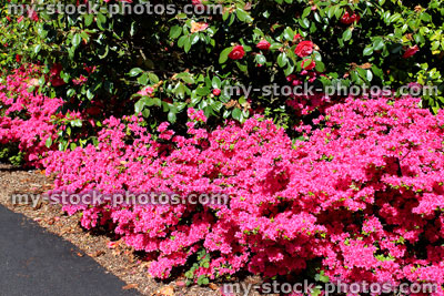 Stock image of azaleas with shocking pink flowers by garden pathway