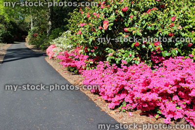Stock image of azaleas with shocking pink flowers by garden path
