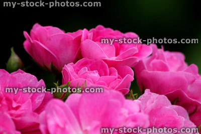 Stock image of pink floribunda bush roses, flower cluster, blurred garden background leaves