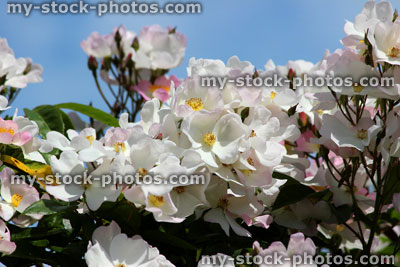 Stock image of pink roses against blue sky, climbing rose, climber