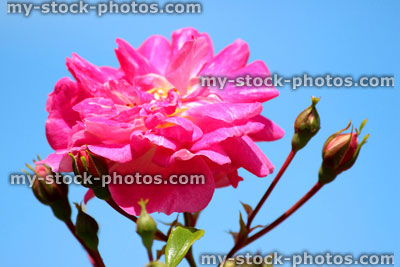 Stock image of pink rose against blue sky, climbing rose, climber