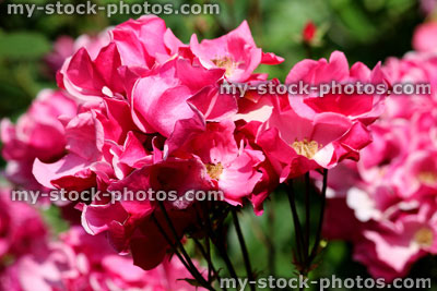 Stock image of bush with bright pink roses and blurred garden background leaves