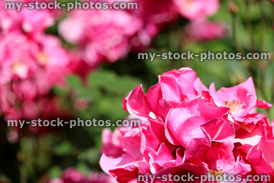 Stock image of bush with bright pink roses and blurred garden background leaves