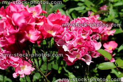 Stock image of clumps of bright pink roses with blurred garden background leaves