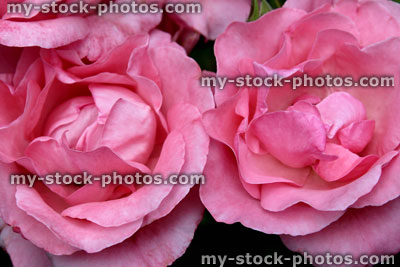 Stock image of pale pink roses, rose flowers, blurred garden background