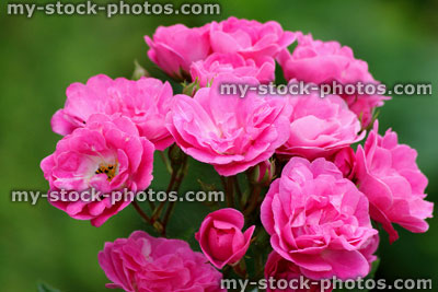 Stock image of pink floribunda bush roses, flower cluster, blurred garden background leaves