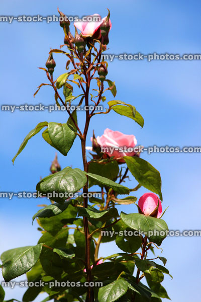 Stock image of pink roses against blue sky, climbing rose, climber
