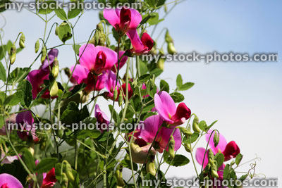 Stock image of pink and purple sweet pea flowers in garden
