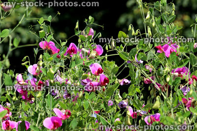 Stock image of pink and purple sweet pea flowers in garden