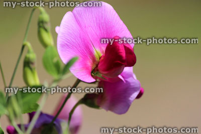 Stock image of pink and purple sweet pea flower in garden