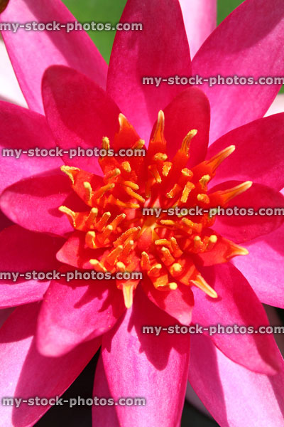 Stock image of bright pink water lily flower / water lilies (Nymphaea 'Mayla')