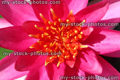 Stock image of bright pink water lily flower / water lilies (Nymphaea 'Mayla')