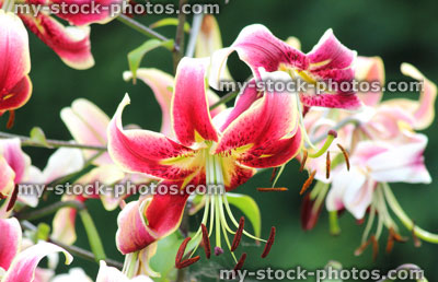 Stock image of pink, red and white lily flowers, summer garden