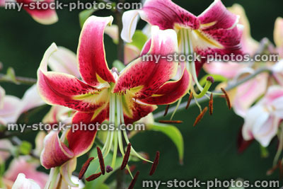 Stock image of pink, red and white lily flowers, summer garden