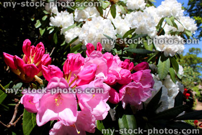 Stock image of pink and white rhododendron flowers in spring (close up)