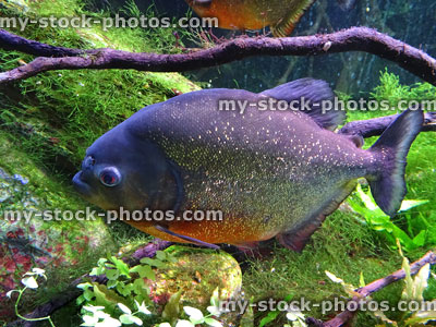 Stock image of large red bellied piranha fish in tropical aquarium