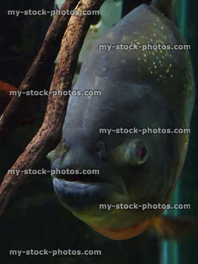 Stock image of red bellied piranha fish with mouth open (Pygocentrus nattereri)