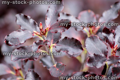 Stock image of purple pittosporum tenuifolium 'Tom Thumb' (close up)