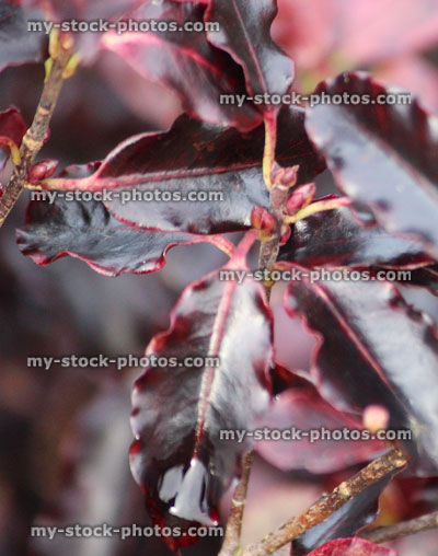 Stock image of purple pittosporum tenuifolium 'Tom Thumb' leaves, evergreen shrub