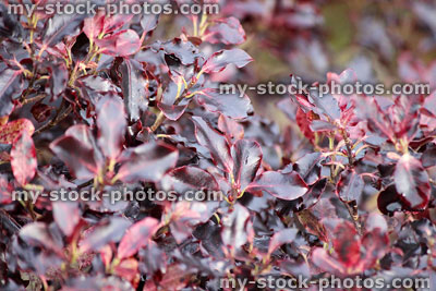 Stock image of purple pittosporum tenuifolium 'Tom Thumb' leaves, evergreen garden shrub