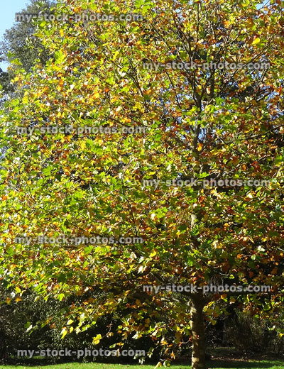 Stock image of London plane tree / fall (Platanus Acerifolia), golden yellow autumn leaves