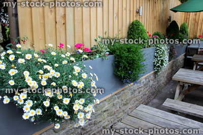 Stock image of modern zinc troughs in garden, planted with flowers