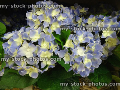 Stock image of plastic / silk, lilac purple, blue and white hydrangeas, artificial hydrangea flowers