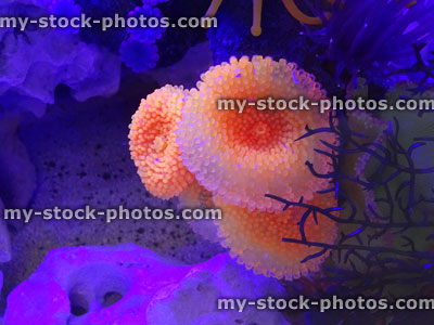 Stock image of marine fish tank aquarium with plastic neon coral / anemones