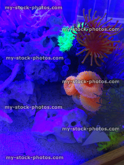 Stock image of artificial plastic neon coral anemones in marine aquarium