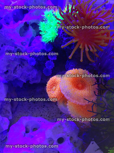 Stock image of plastic neon coral and anemones in saltwater fish tank
