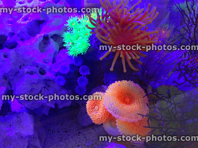 Stock image of plastic and rubber neon coral in fish tank aquarium