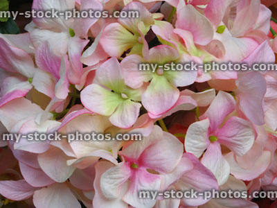 Stock image of plastic / silk white, pink hydrangeas / artificial hydrangea flowers, floral display