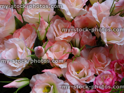 Stock image of plastic / silk pink roses, artificial rose flowers / rose buds, floral display