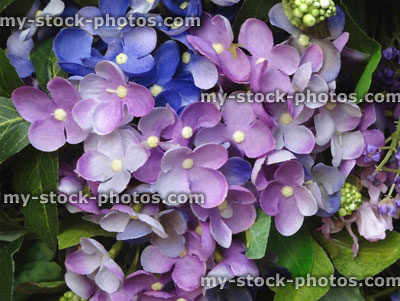 Stock image of plastic / silk blue, purple hydrangeas / artificial hydrangea flowers, floral display