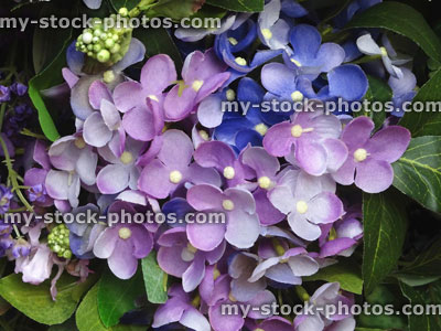 Stock image of plastic / silk purple, blue hydrangeas / artificial hydrangea flowers, floral display