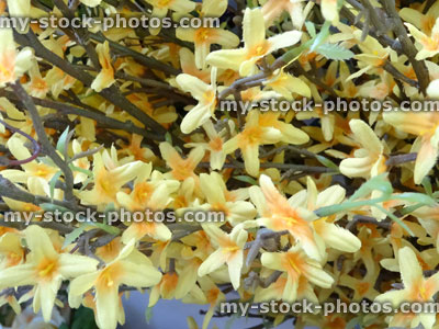 Stock image of plastic / silk yellow forsythias / artificial forsythia flowers (springtime), floral display