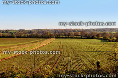 Stock image of freshly ploughed, seeded farm field in the spring
