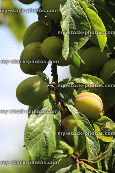 Stock image of green Victoria plums, tree branch (Prunus domestica 'Victoria')