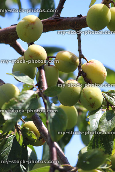 Stock image of green Victoria plums, tree branch (Prunus domestica 'Victoria')