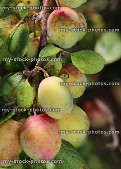 Stock image of ripe Victoria plums, tree branch (Prunus domestica 'Victoria')