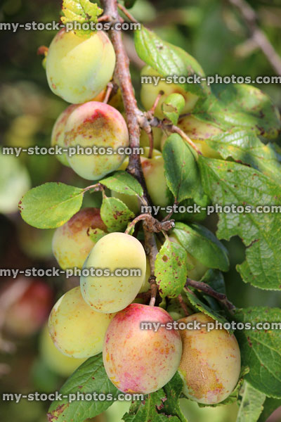 Stock image of ripening Victoria plums, tree branch (Prunus domestica 'Victoria')