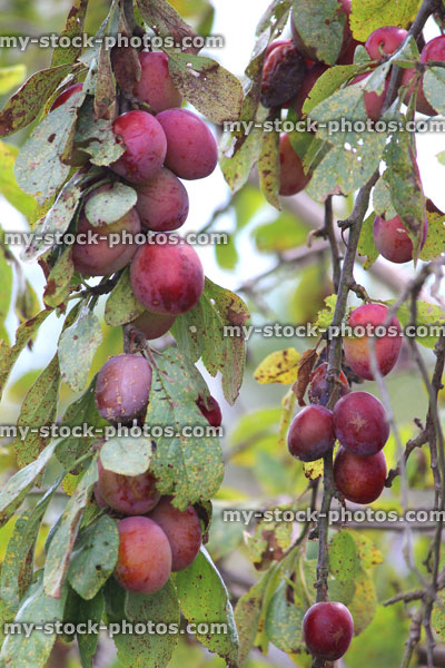 Stock image of ripening Victoria plums, tree branch (Prunus domestica 'Victoria')